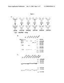 Engineered Antibodies and Immunoconjugates diagram and image
