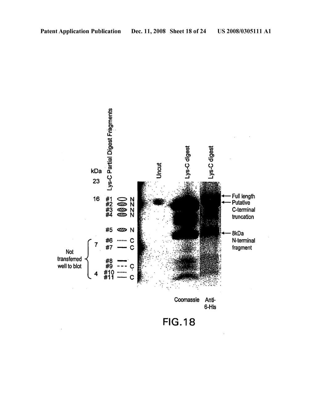 Anti-C35 antibodies for treating cancer - diagram, schematic, and image 19