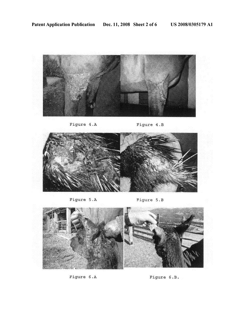 Composition Comprising Natural Substances Having Healing, Repellent and Biocidal Properties for the Treatment and the Cure of External Wounds - diagram, schematic, and image 03