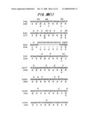 AMPLIFICATION OF HUMAN MDM2 GENE IN HUMAN TUMORS diagram and image