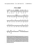 AMPLIFICATION OF HUMAN MDM2 GENE IN HUMAN TUMORS diagram and image