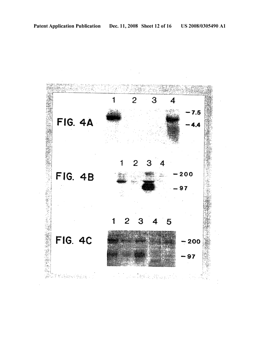 AMPLIFICATION OF HUMAN MDM2 GENE IN HUMAN TUMORS - diagram, schematic, and image 13