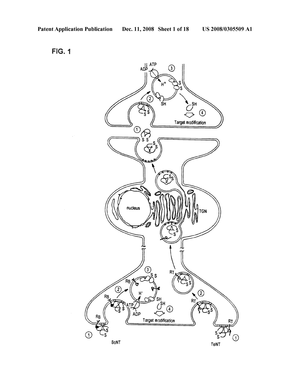 FLUORESCENCE POLARIZATION ASSAYS FOR DETERMINING CLOSTRIDIAL TOXIN ACTIVITY - diagram, schematic, and image 02