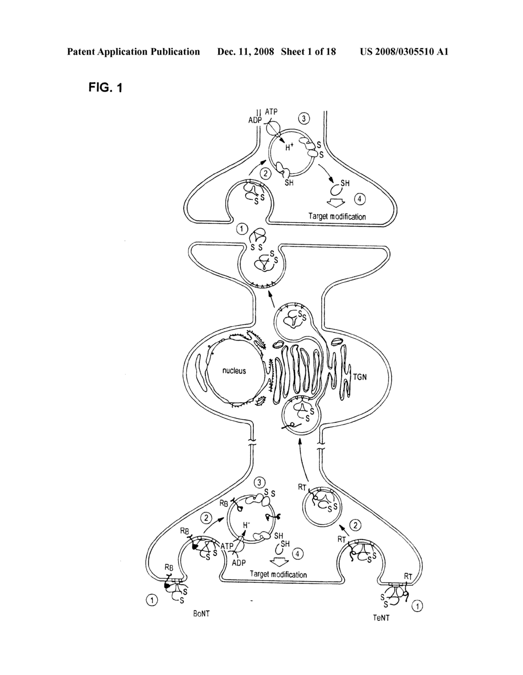 FLUORESCENCE POLARIZATION ASSAYS FOR DETERMINING CLOSTRIDIAL TOXIN ACTIVITY - diagram, schematic, and image 02