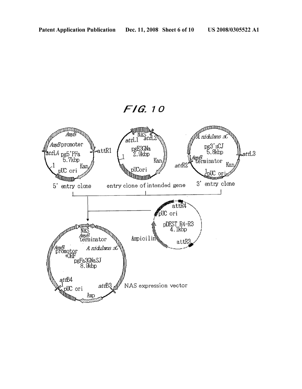 Novel Taste-Modifying Polypeptide Nas, Dna Thereof and Use Thereof - diagram, schematic, and image 07