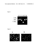 Method of Generating Translationally Active Linear Dna Molecules and Use Thereof in Array Formats diagram and image