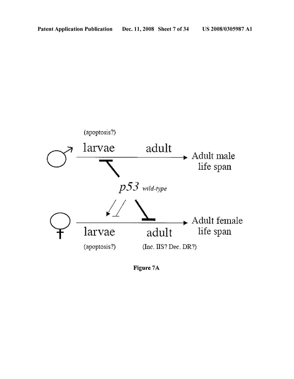 Sex-specific regulation of aging and apoptosis - diagram, schematic, and image 08