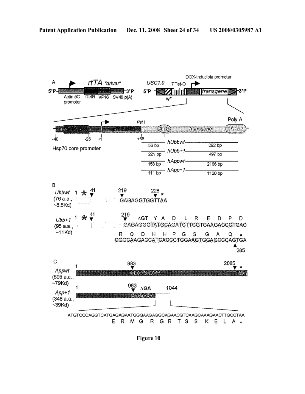 Sex-specific regulation of aging and apoptosis - diagram, schematic, and image 25