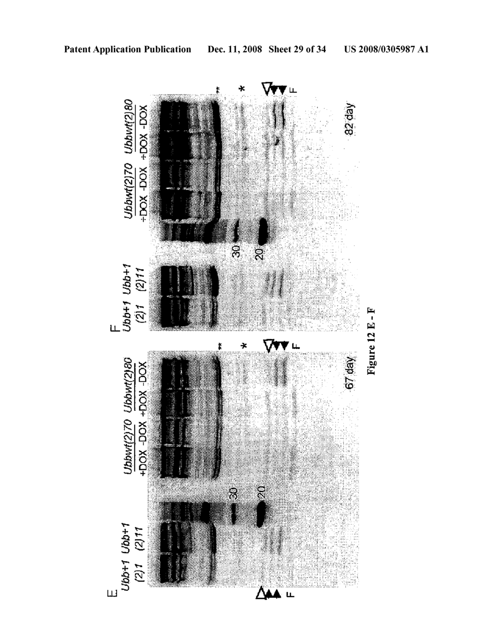 Sex-specific regulation of aging and apoptosis - diagram, schematic, and image 30