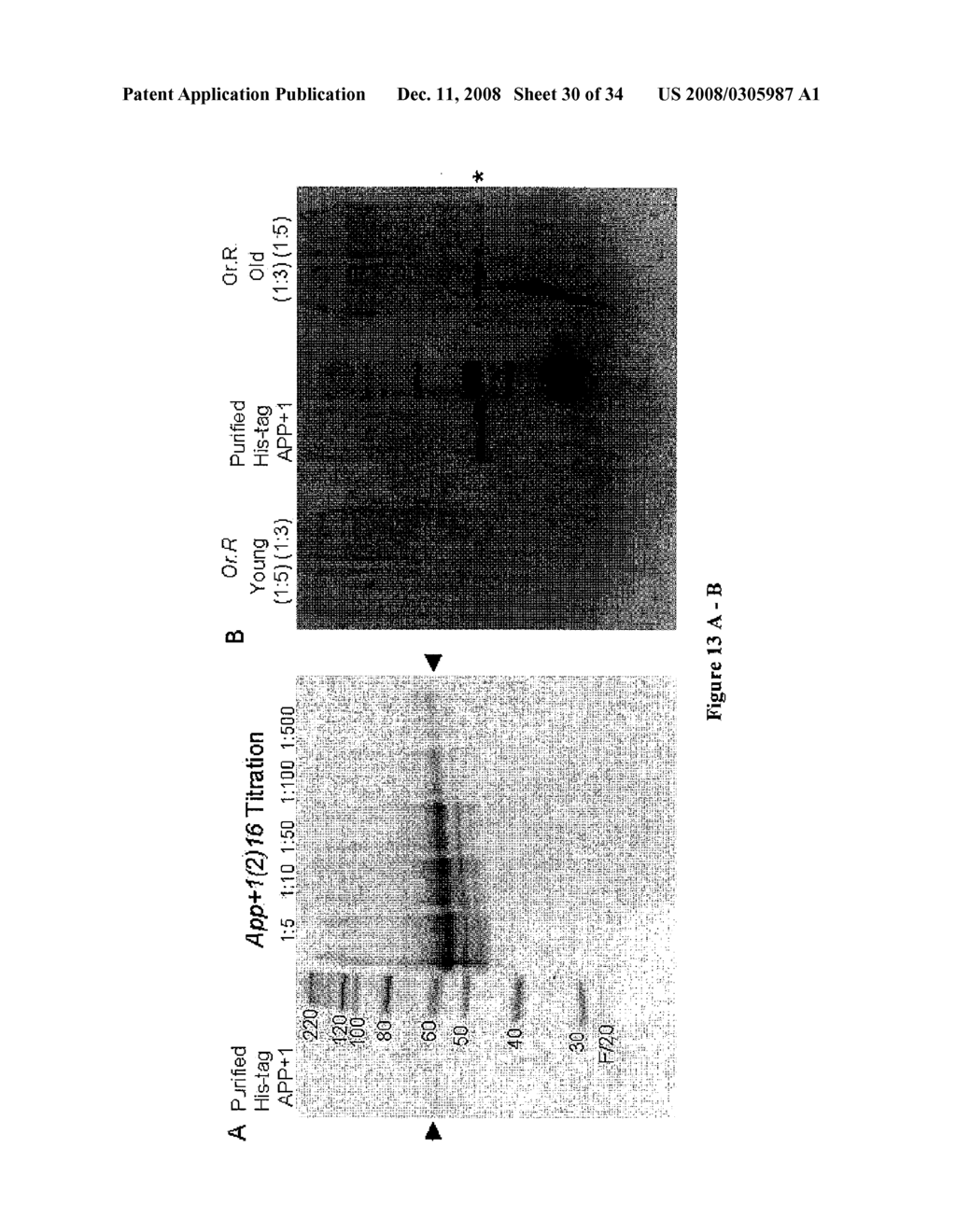 Sex-specific regulation of aging and apoptosis - diagram, schematic, and image 31