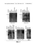 Novel tumor necrosis factor receptor homologs and nucleic acids encoding the same diagram and image