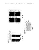 Modulation Of Cd4+ T Cell Responses By A Tick Saliva Protein, Salp15 And Polypeptides Derived Therefrom diagram and image