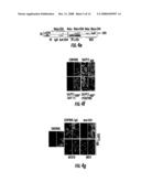 Modulation Of Cd4+ T Cell Responses By A Tick Saliva Protein, Salp15 And Polypeptides Derived Therefrom diagram and image