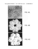 Three-Dimensional Structures of TALL-1 and its Cognate Receptors and Modified Proteins and Methods Related Thereto diagram and image