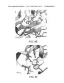 Three-Dimensional Structures of TALL-1 and its Cognate Receptors and Modified Proteins and Methods Related Thereto diagram and image