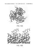 Three-Dimensional Structures of TALL-1 and its Cognate Receptors and Modified Proteins and Methods Related Thereto diagram and image