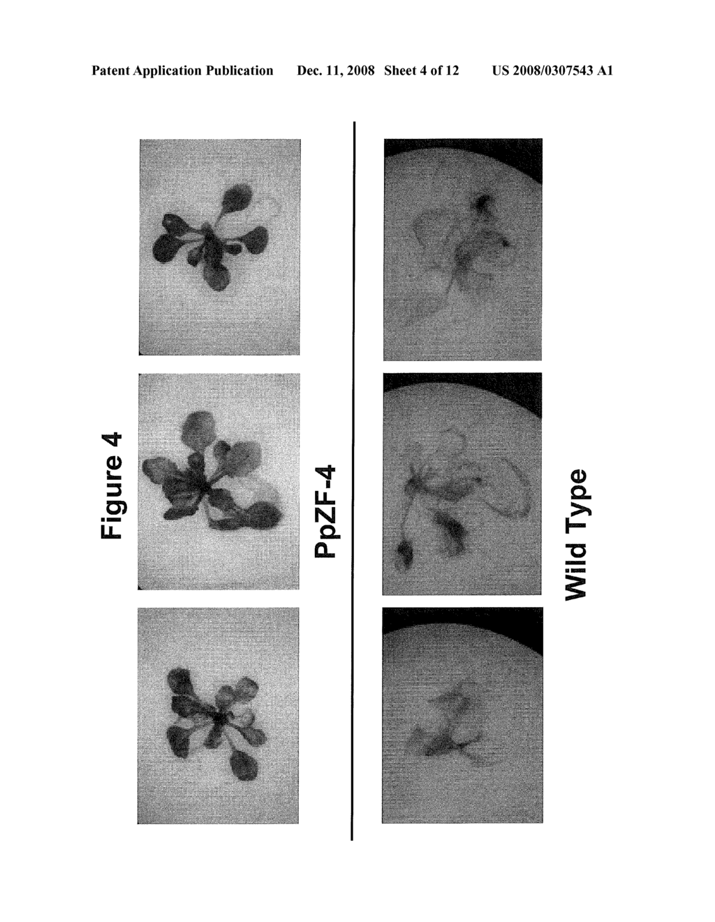 Transcription Factor Stress-Related Proteins and Methods of Use in Plants - diagram, schematic, and image 05