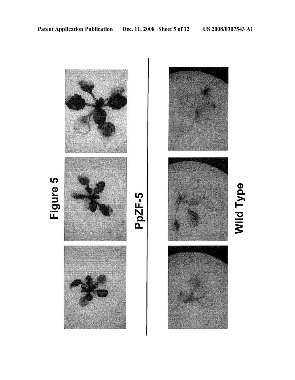 Transcription Factor Stress-Related Proteins and Methods of Use in Plants - diagram, schematic, and image 06