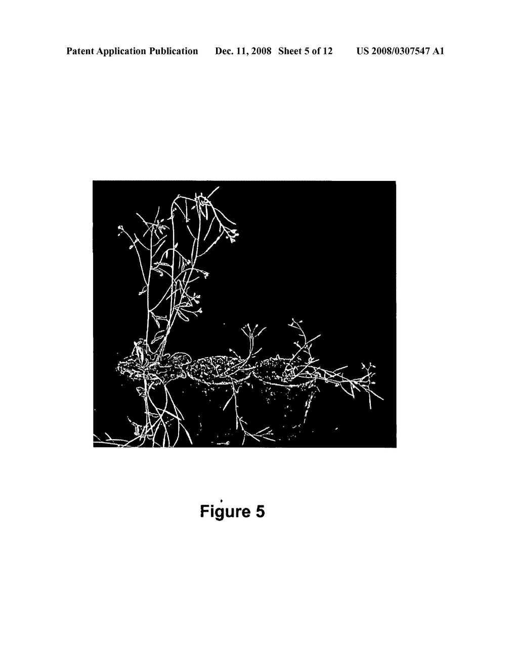 Methods for modifying plant morphology, biochemistry and physiology - diagram, schematic, and image 06