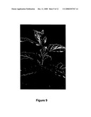 Methods for modifying plant morphology, biochemistry and physiology diagram and image