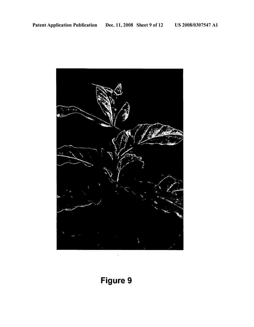 Methods for modifying plant morphology, biochemistry and physiology - diagram, schematic, and image 10