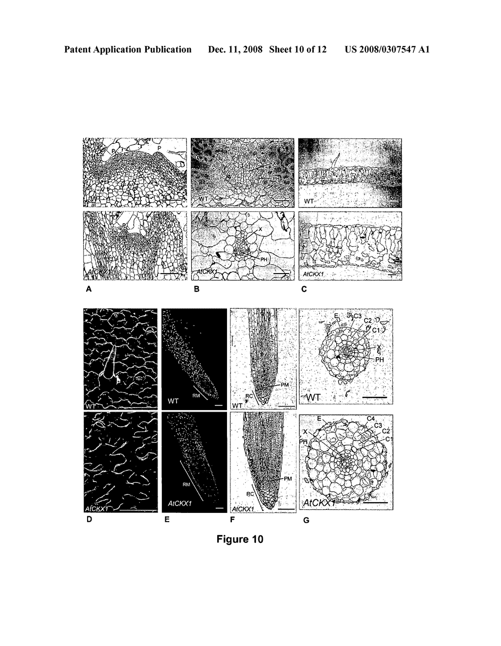 Methods for modifying plant morphology, biochemistry and physiology - diagram, schematic, and image 11