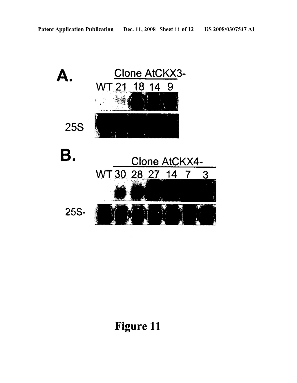 Methods for modifying plant morphology, biochemistry and physiology - diagram, schematic, and image 12