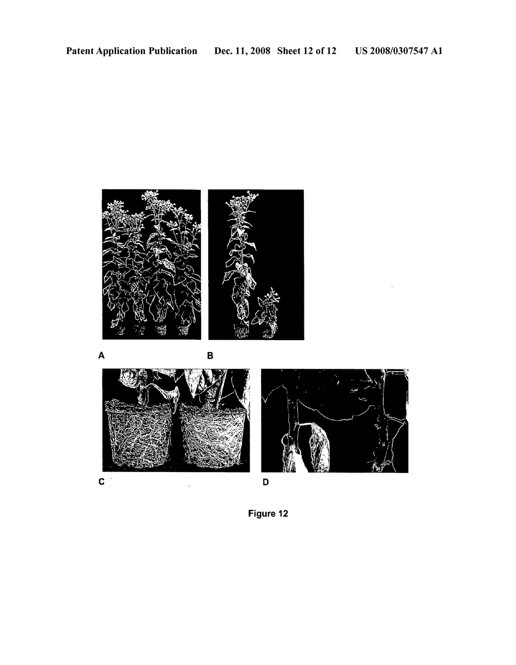 Methods for modifying plant morphology, biochemistry and physiology - diagram, schematic, and image 13