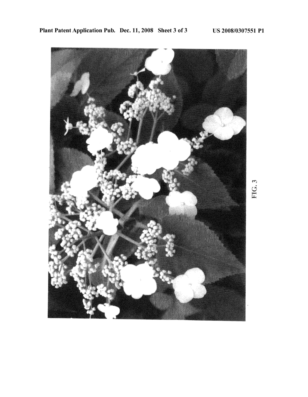 Hydrangea plant named 'INOVALAUR' - diagram, schematic, and image 05