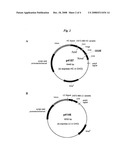 Anti-Tissue Factor Antibodies and Compositions with Enhanced Effector Function diagram and image