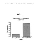 Therapeutic and Prognostic Factor Yy1 in Human Cancer diagram and image