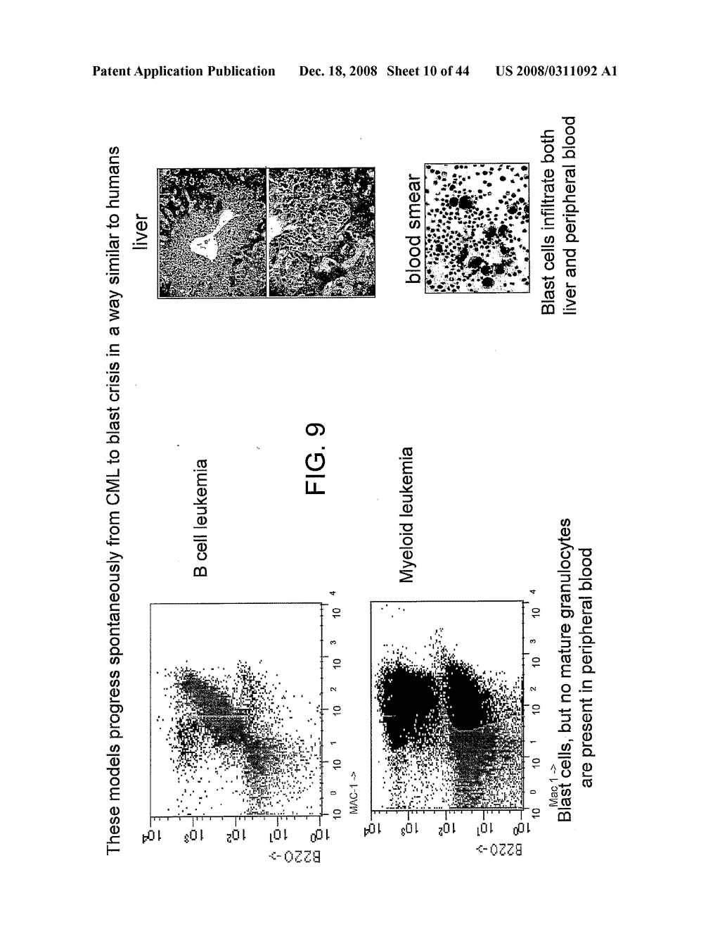 Murine Stem Cells and Applications Thereof - diagram, schematic, and image 11