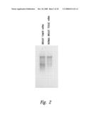 COMPOSITIONS AND METHODS FOR THE THERAPY AND DIAGNOSIS OF BREAST CANCER diagram and image