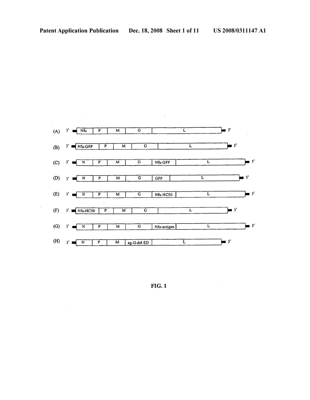 Rhabdoviral N-Fusion Proteins as Carrier for Foreign Antigens - diagram, schematic, and image 02