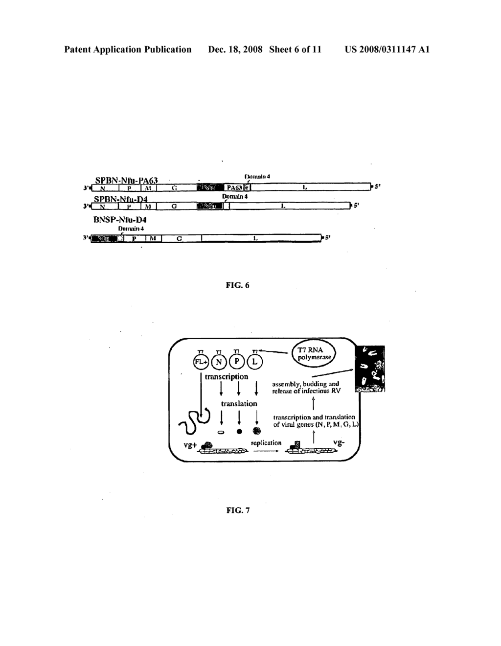 Rhabdoviral N-Fusion Proteins as Carrier for Foreign Antigens - diagram, schematic, and image 07