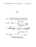 DNA-transfection system for the generation of infectious influenza virus diagram and image