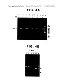 DNA-transfection system for the generation of infectious influenza virus diagram and image