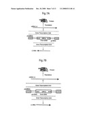 DNA-transfection system for the generation of infectious influenza virus diagram and image