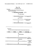 DNA-transfection system for the generation of infectious influenza virus diagram and image
