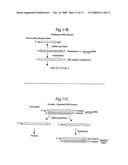 DNA-transfection system for the generation of infectious influenza virus diagram and image