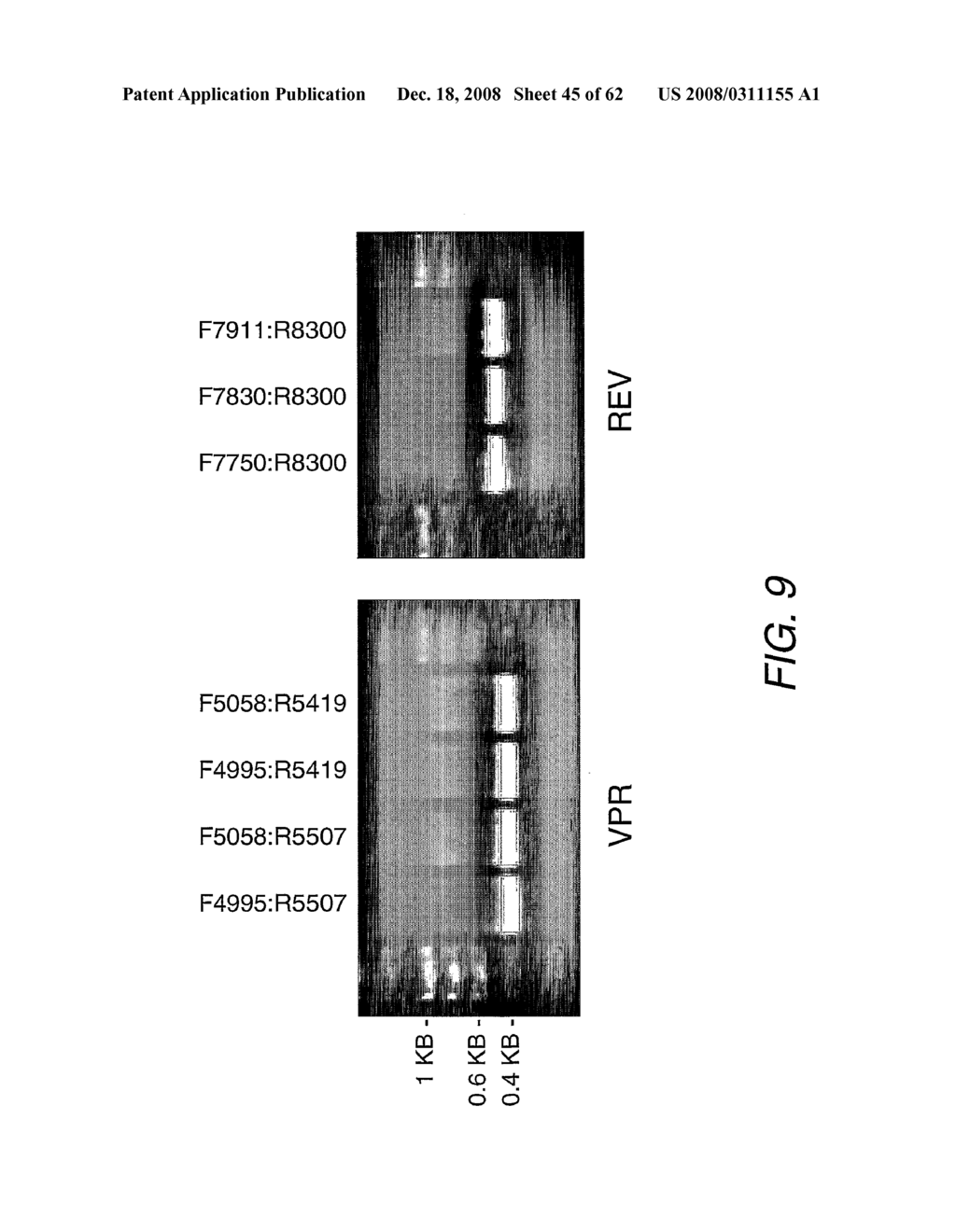 Strain-Independent Amplification of Pathogens and Vaccines Thereto - diagram, schematic, and image 46