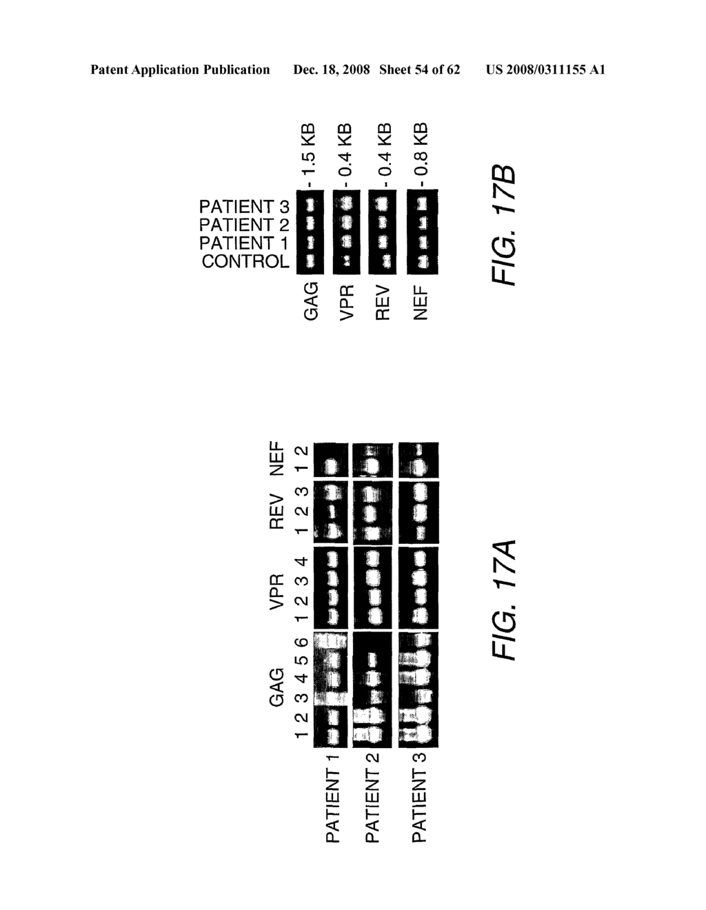 Strain-Independent Amplification of Pathogens and Vaccines Thereto - diagram, schematic, and image 55