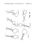 Sense Antiviral Compound and Method for Treating Ssrna Viral Infection diagram and image