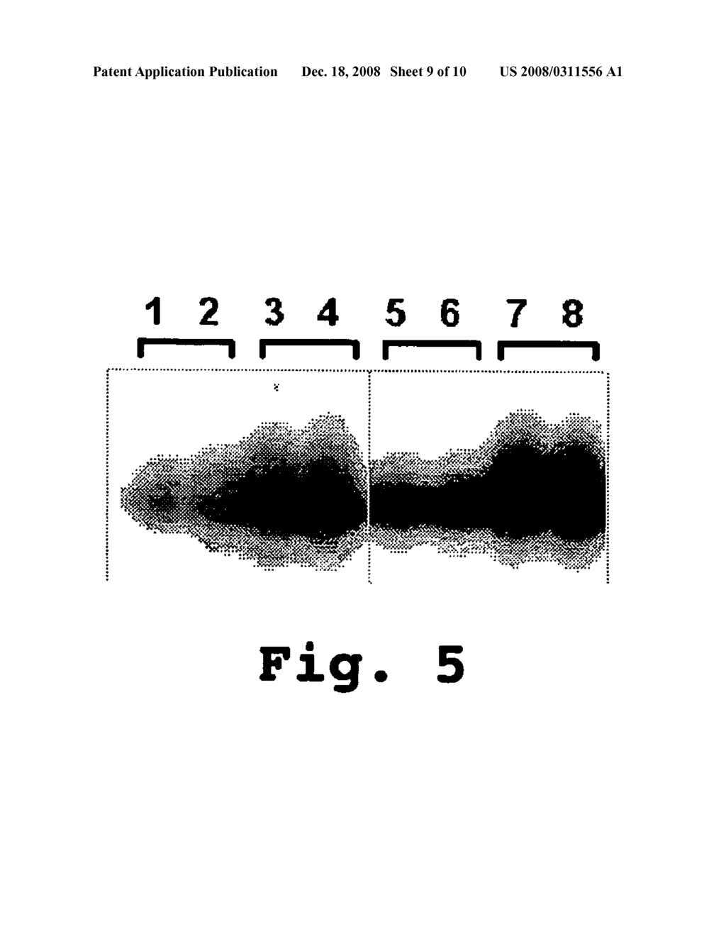 Sense Antiviral Compound and Method for Treating Ssrna Viral Infection - diagram, schematic, and image 10