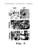 Sense Antiviral Compound and Method for Treating Ssrna Viral Infection diagram and image