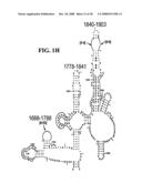 Methods For Rapid Identification Of Pathogens In Humans And Animals diagram and image