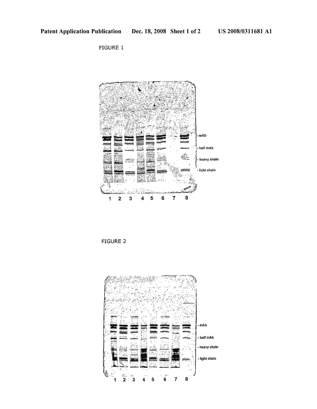 Antibody Binding Affinity Ligands - diagram, schematic, and image 02