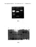 Fibrinolysin of Agkistrodon Acutus Venom and its Usage diagram and image