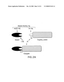 Cysteine-containing peptide tag for site-specific conjugation of proteins diagram and image