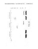 Cysteine-containing peptide tag for site-specific conjugation of proteins diagram and image